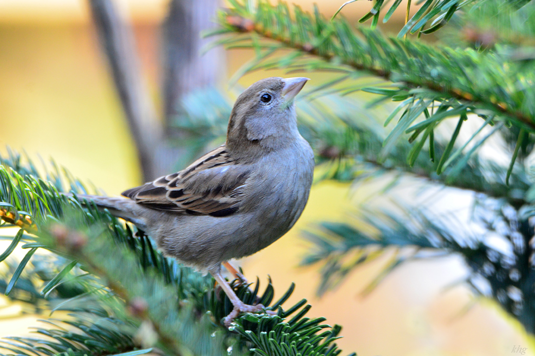 DSC 0137 Spatz
