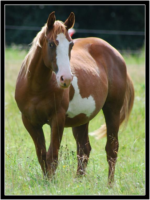 DSC 0146 Herde H 23 m Rand a