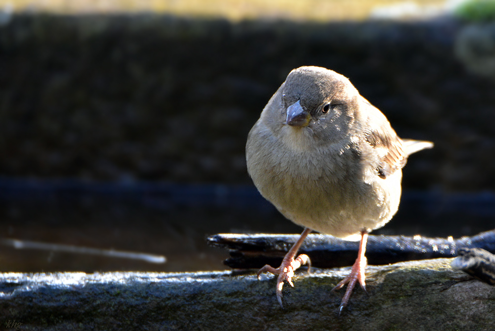 DSC 0154 Spatz