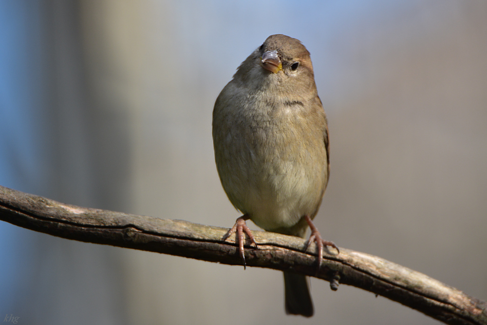 DSC 0159 Spatz
