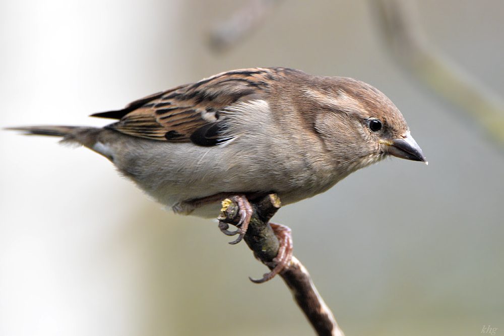 DSC 0162 Spatz