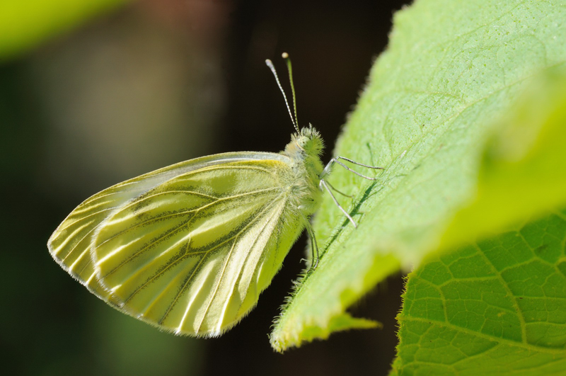 DSC 0176aa