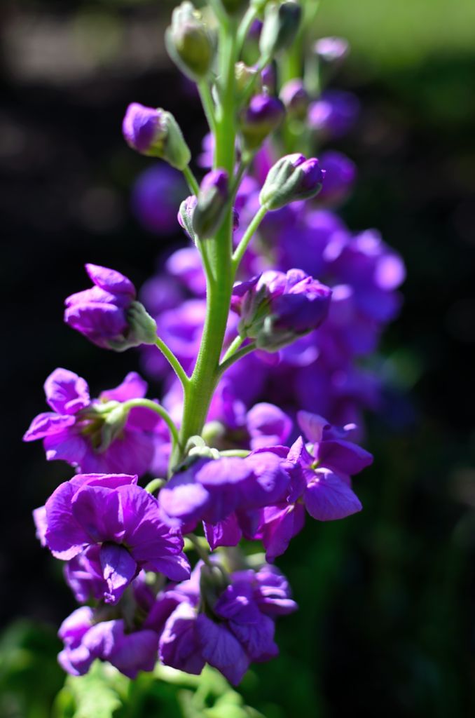 DSC 0178 01