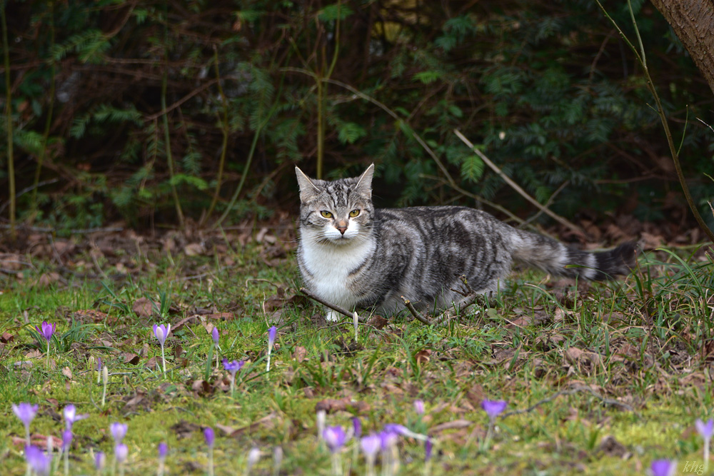 DSC 0181 Katze