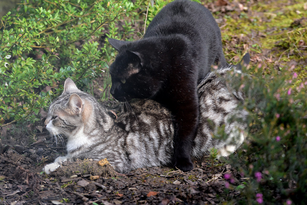 DSC 0182 Kater