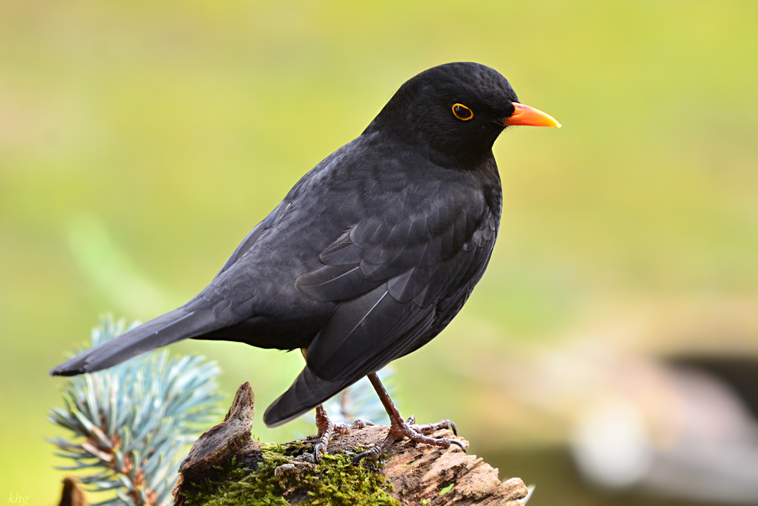 DSC 0184 Amsel