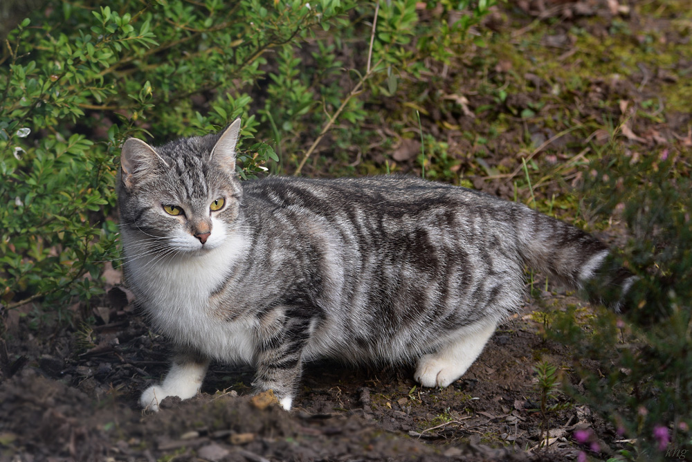 DSC 0184 Katze