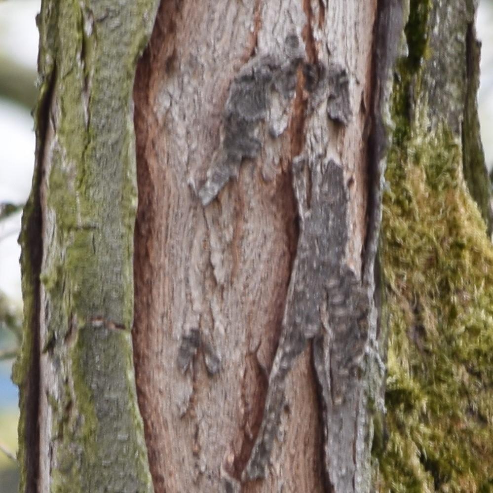 DSC 0185 D5300 L 55 300mm 300mm AF   Kopie