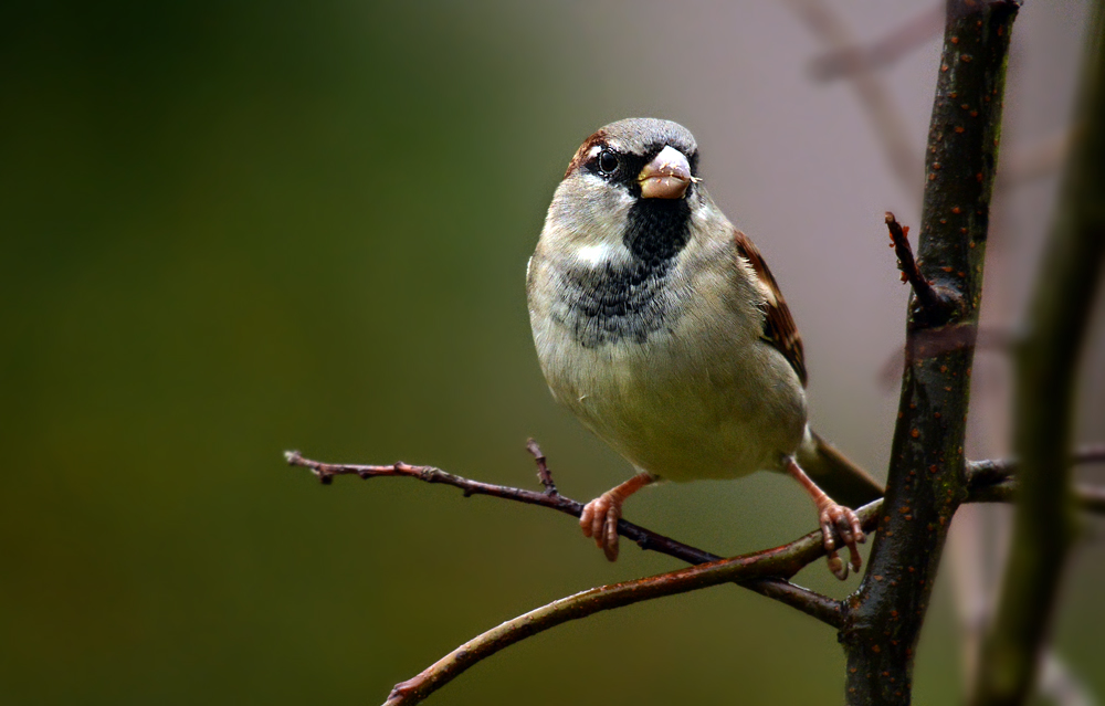 DSC 0185 Spatz 1000