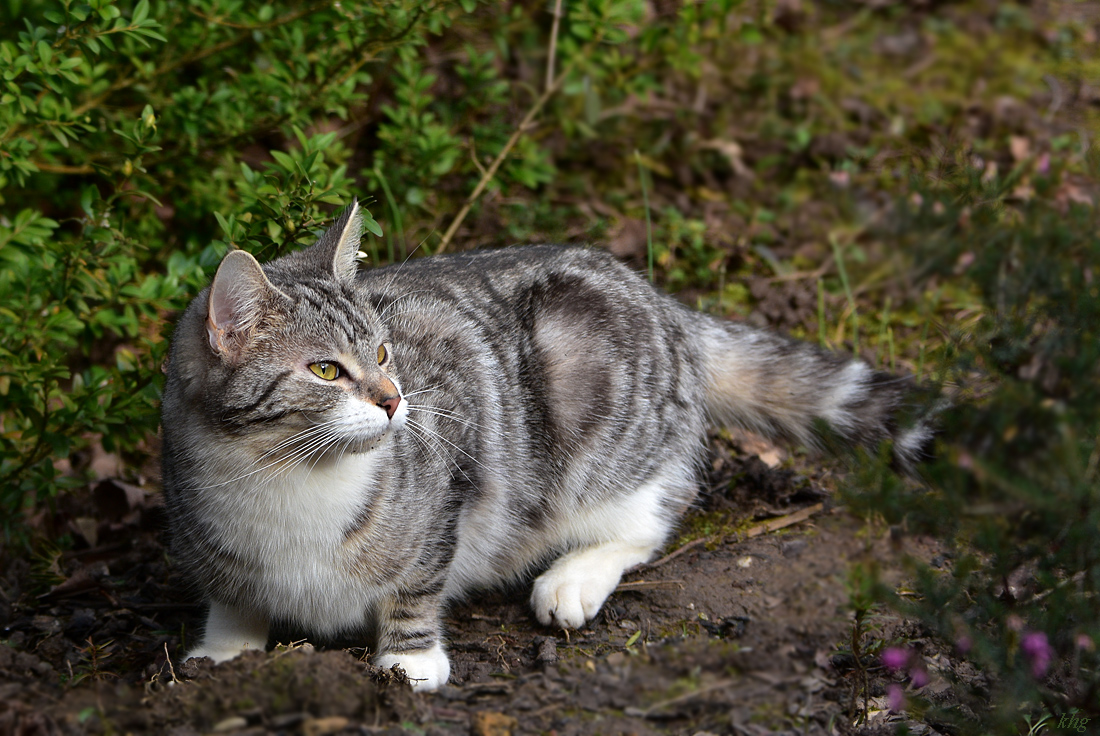 DSC 0187 Katze