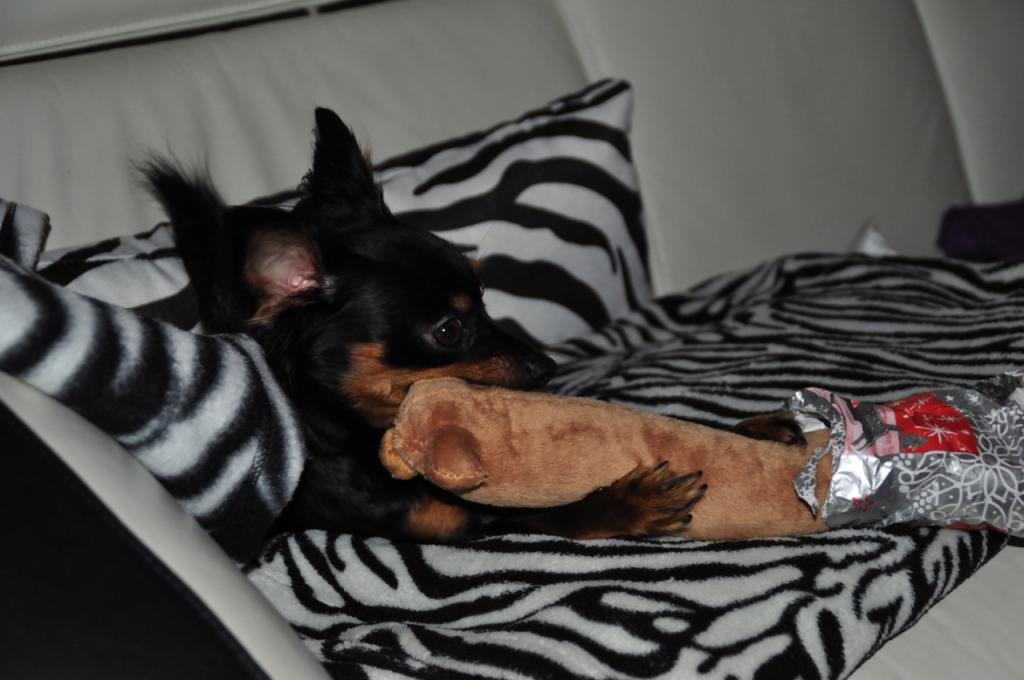 DSC 0189, Unser Hund packt sein Geschenk an Weihnachten aus, Tag 1 Nikon D5000, Programmautomatik verwendet