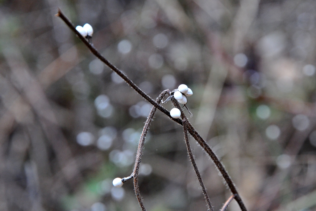 DSC 0191 2nf