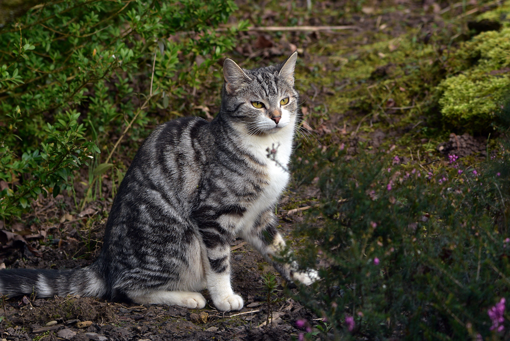 DSC 0191 Katze
