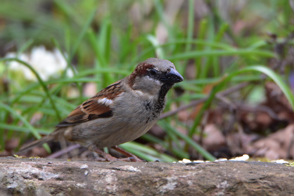 DSC 0196 Spatz