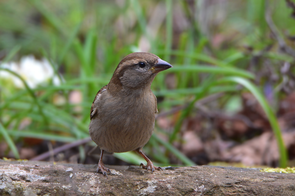 DSC 0201 Spatz