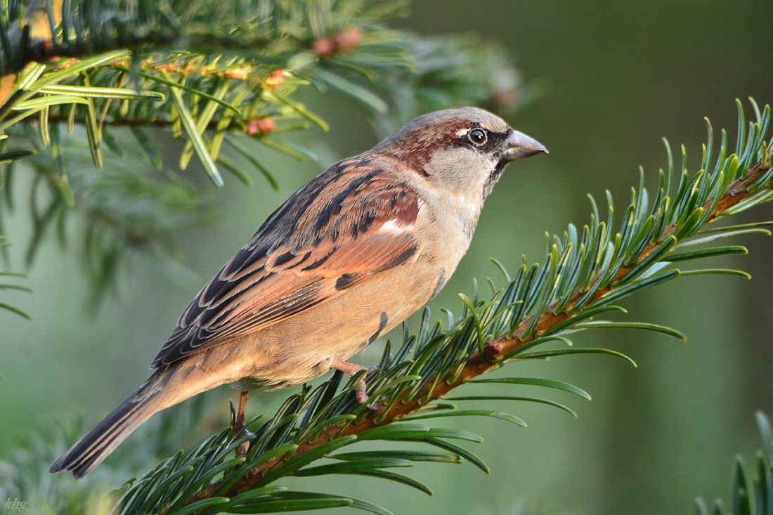 DSC 0211 Spatz