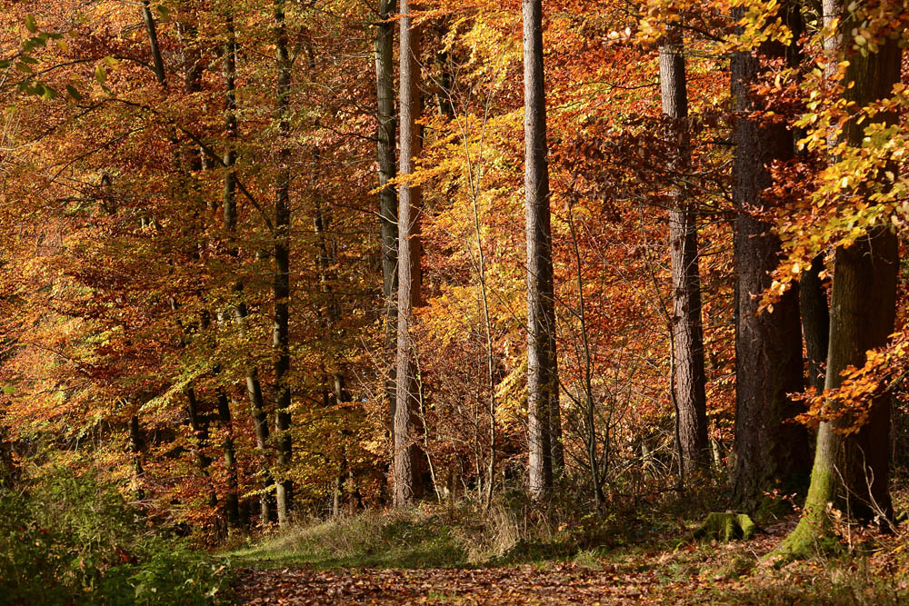 DSC 0236 Ranntal 1000
