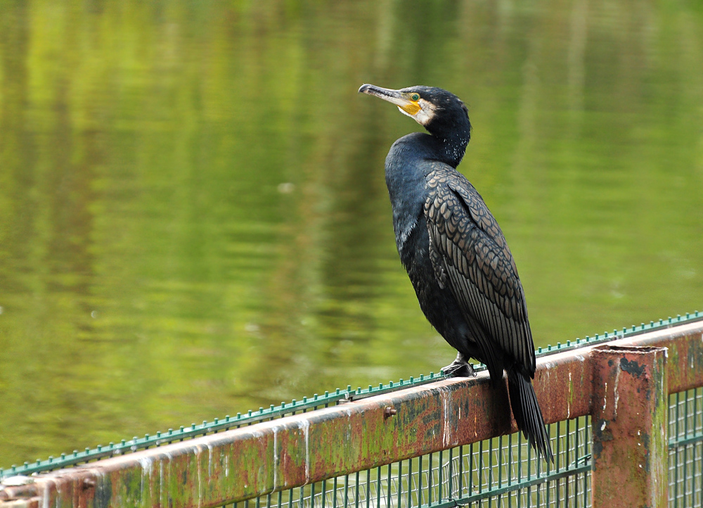 DSC 0241 Kormoran 1000
