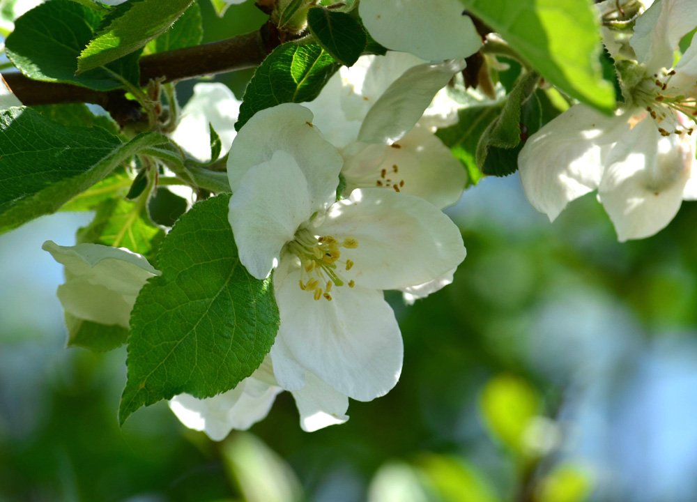 DSC 0245Grün und weiss v

Apfelblüte