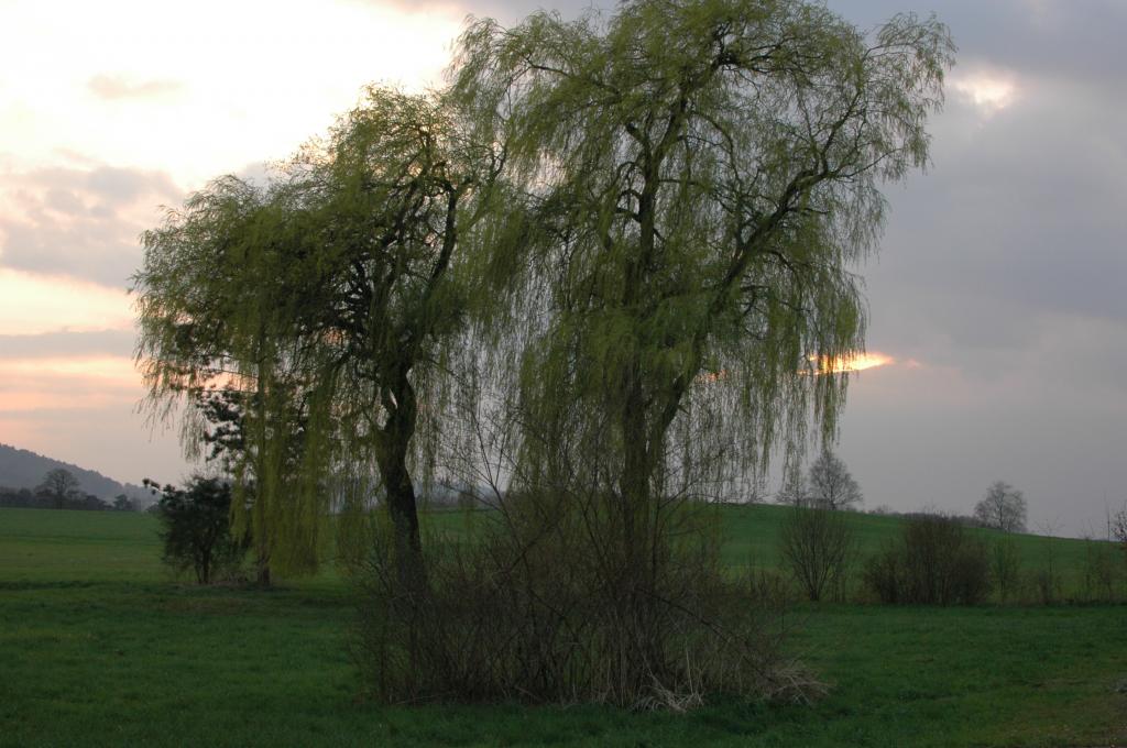 DSC 0247