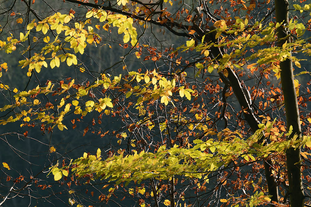 DSC 0268 Ranntal 1000