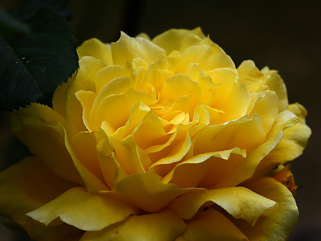 DSC 0271 Rose gelb