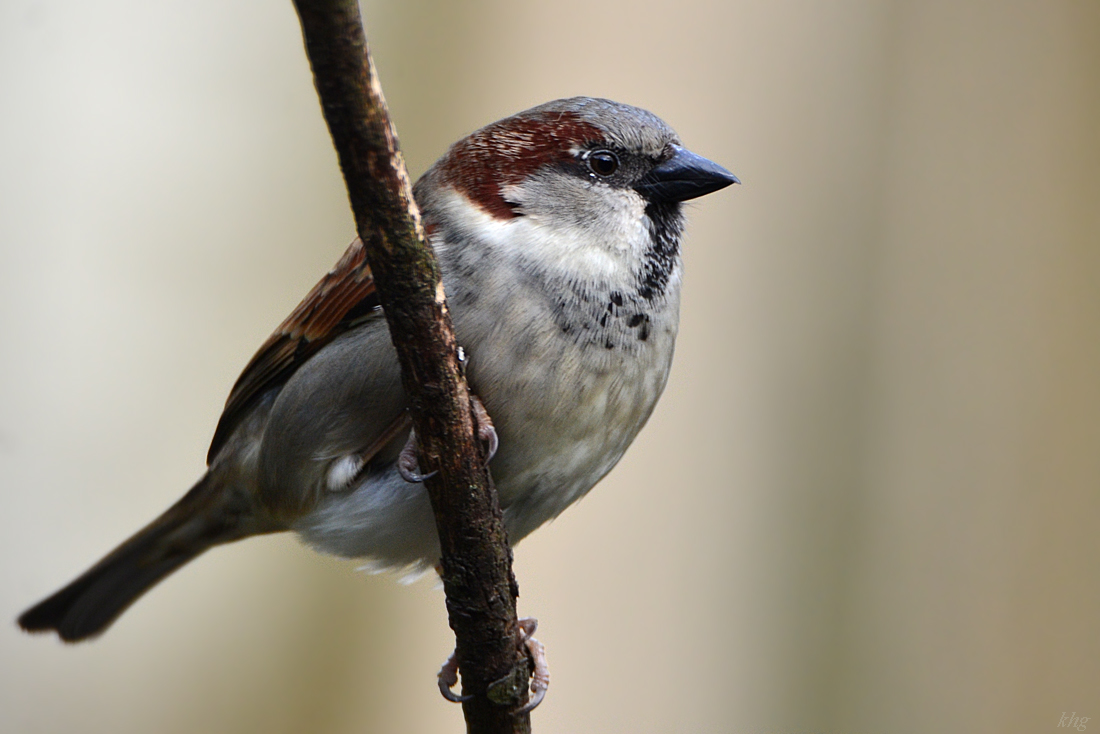 DSC 0277 Spatz