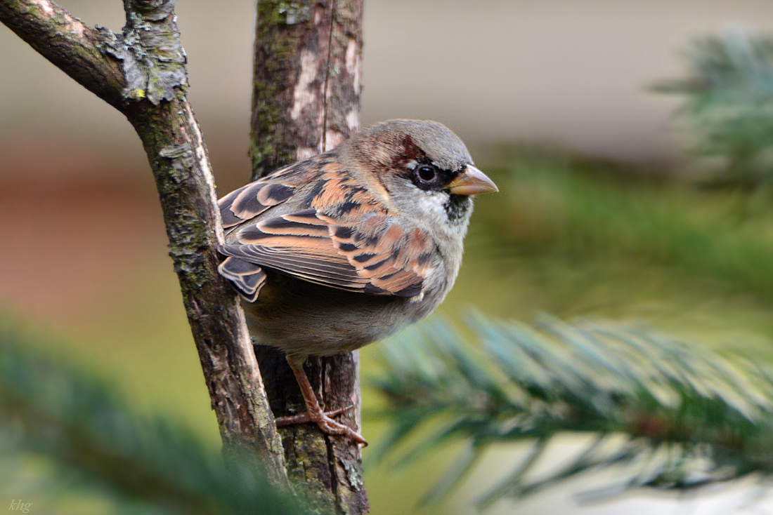 DSC 0286 Spatz