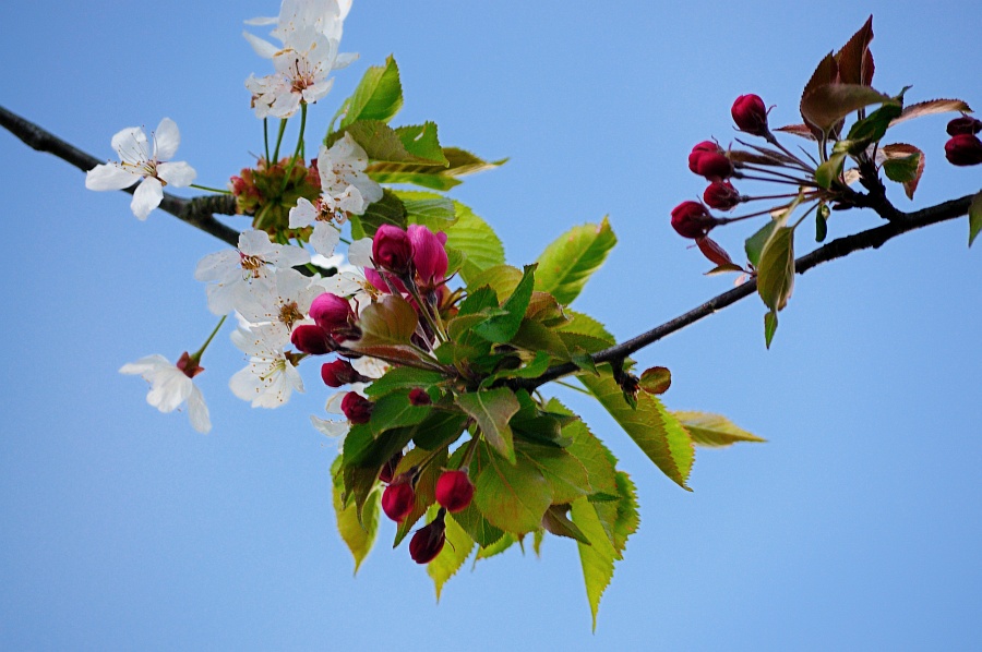 DSC 0287 900
Zierapfel und Vogelkirsche