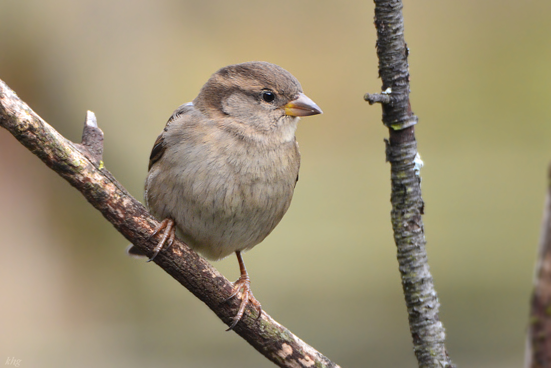 DSC 0291 Spatz
