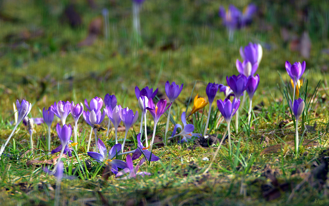 DSC 0300 Krokusse