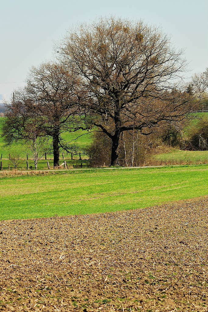 DSC 0308Ax