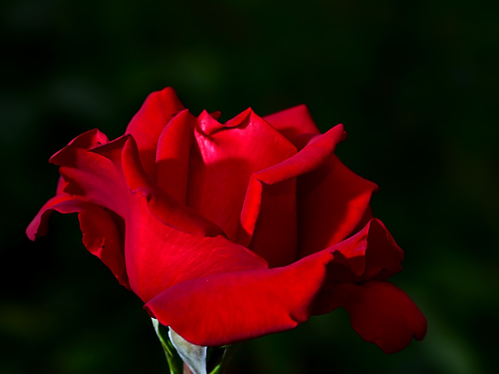 DSC 0317 Rose