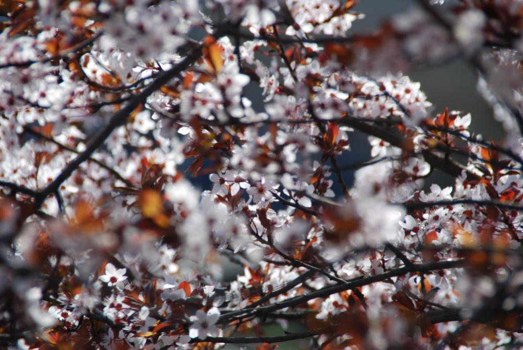 DSC 0317017115630001