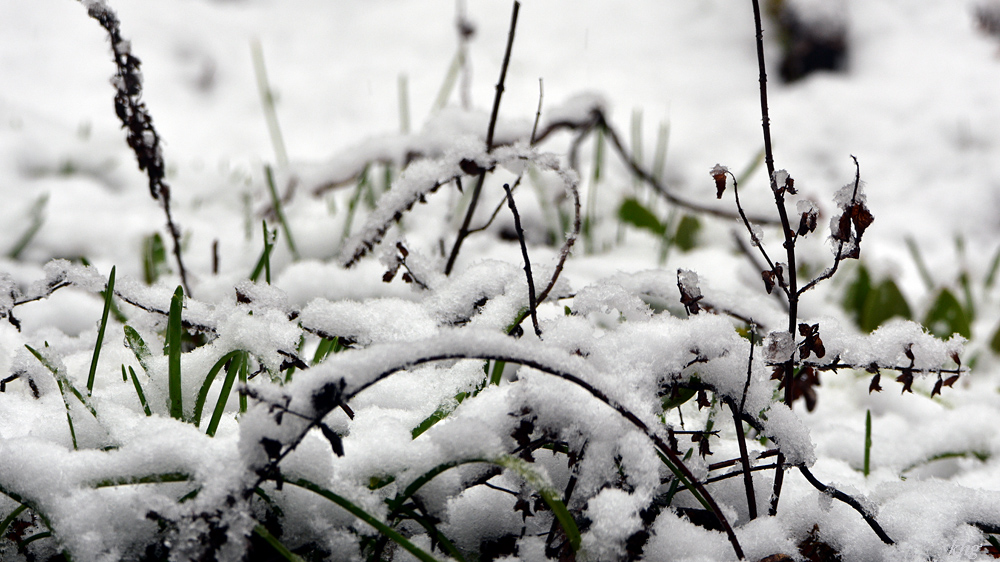 DSC 0319 Winter