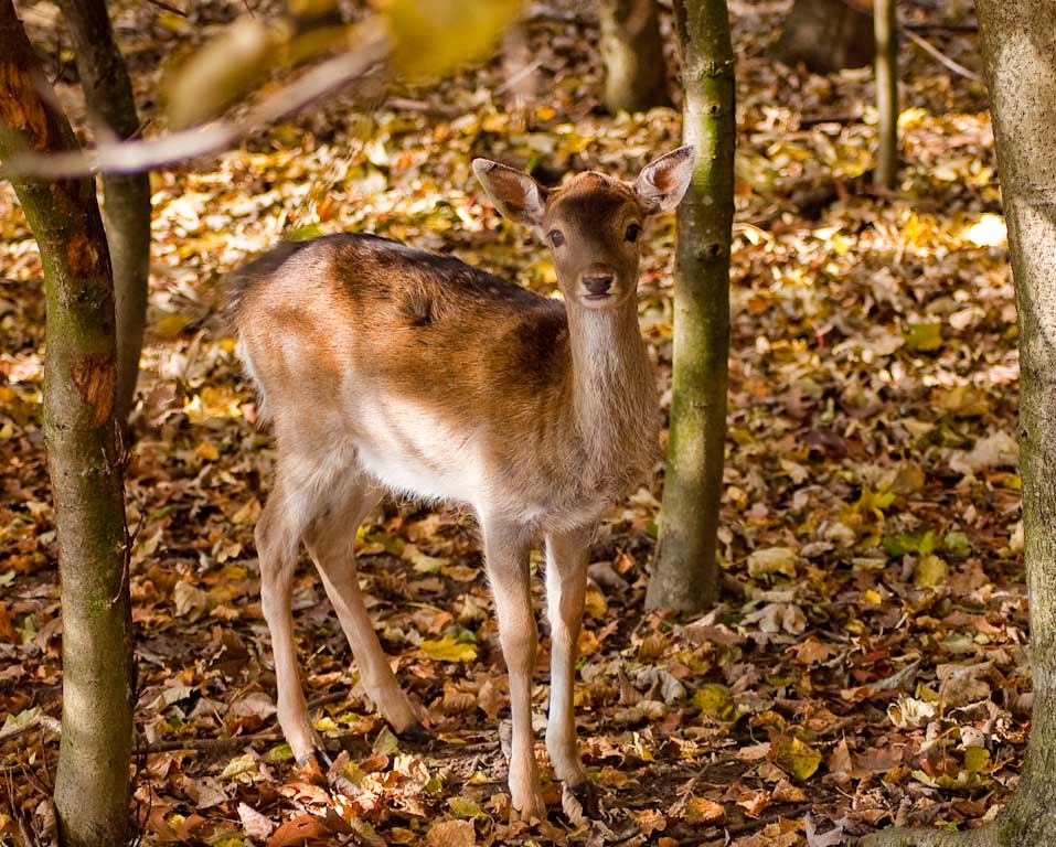 DSC 0329 November 01, 2009 3