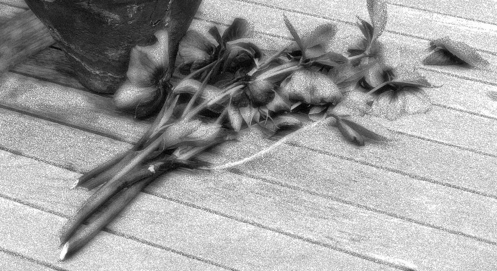 DSC 0344sw