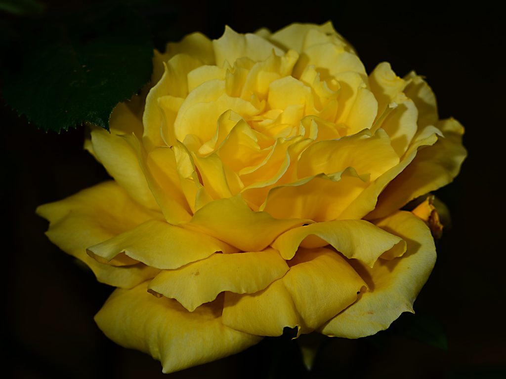 DSC 0347 Rose gelb