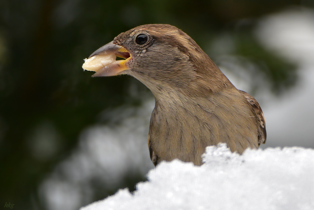 DSC 0352 Spatz