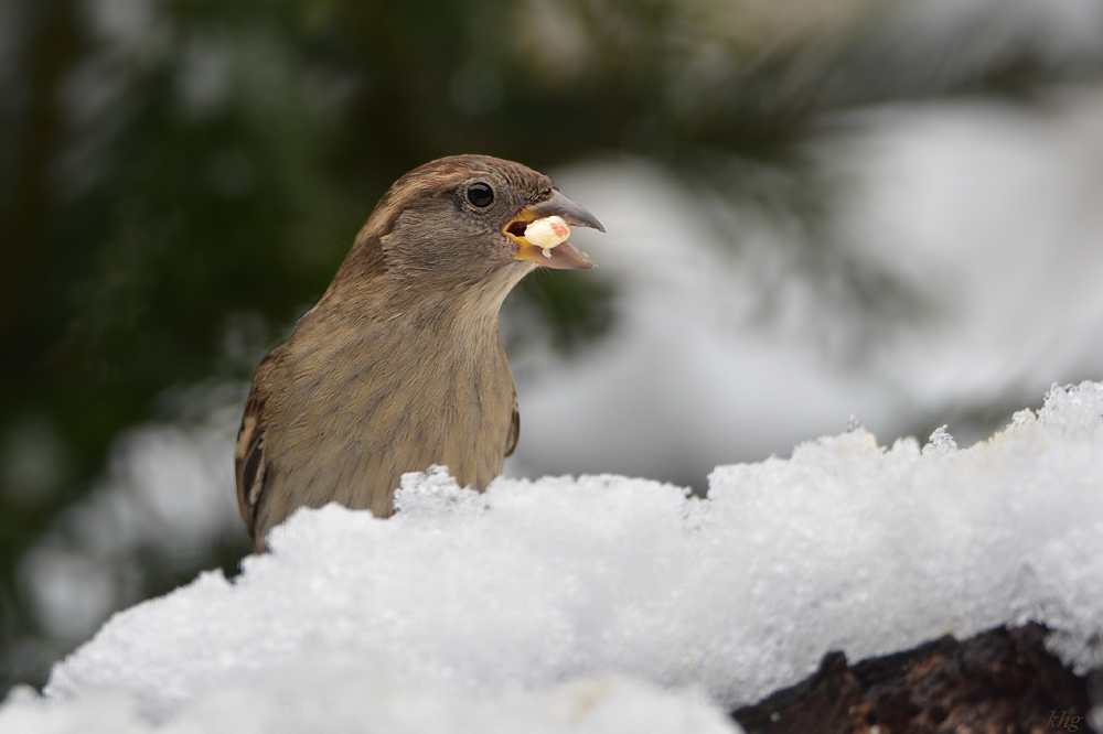 DSC 0353 Spatz