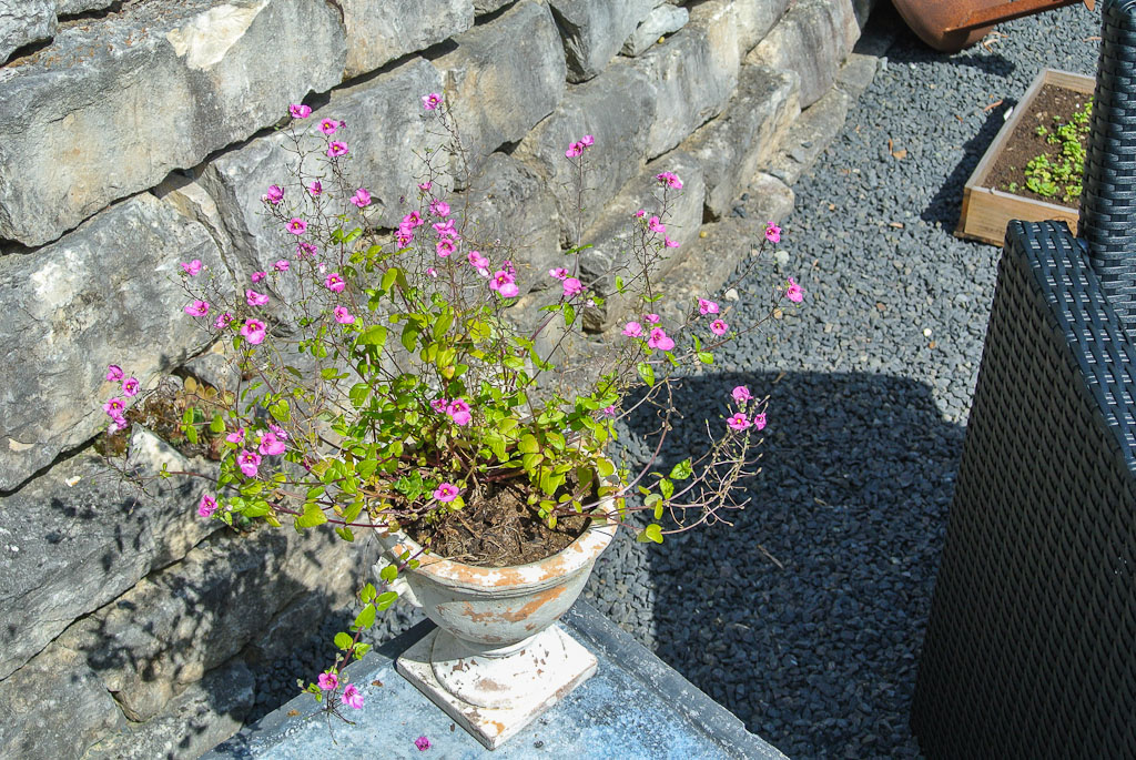 DSC 0363