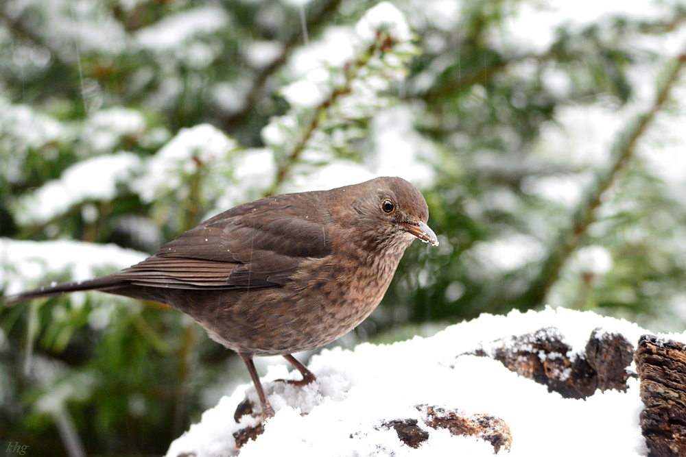 DSC 0373 Amsel