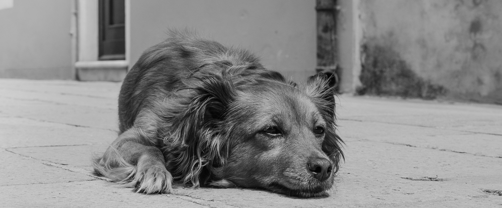 DSC 0384