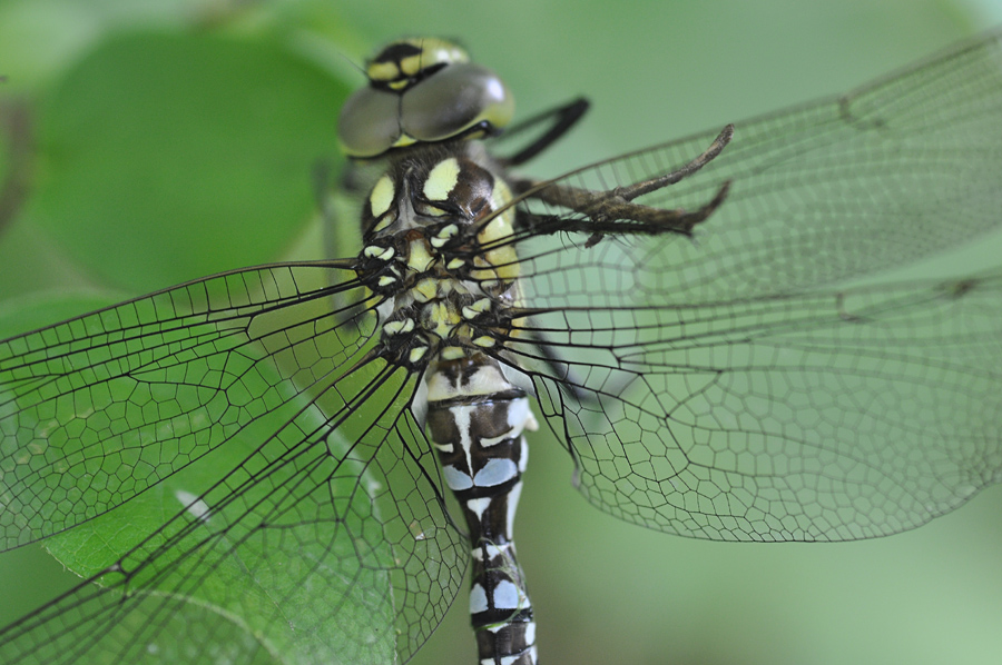 DSC 0389
