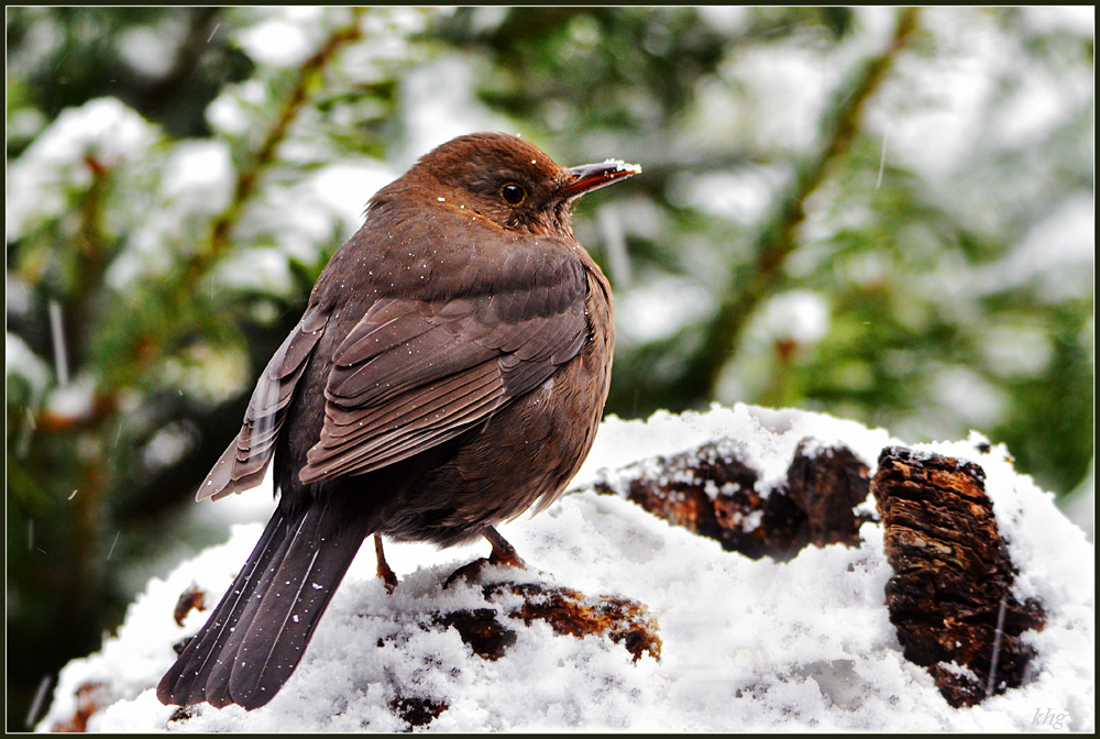 DSC 0393 Amsel