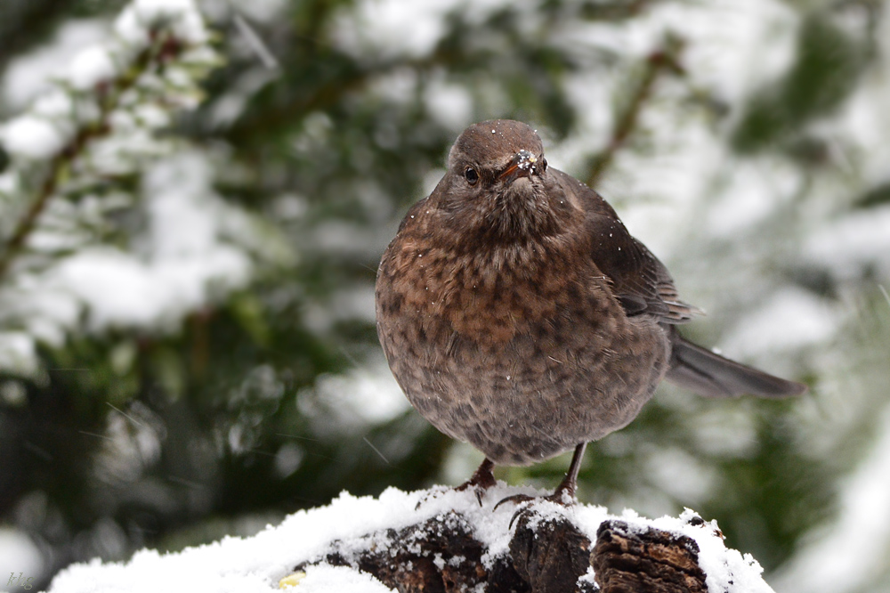 DSC 0394 Amsel