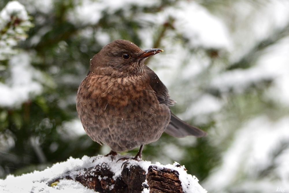 DSC 0395 Amsel