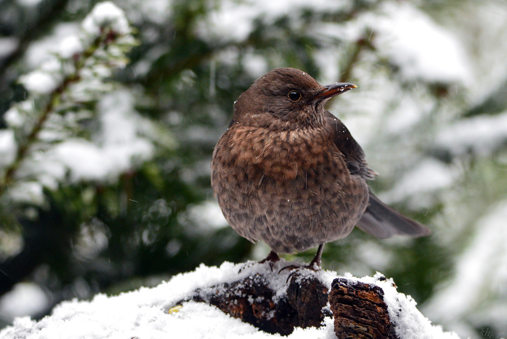 DSC 0396 Amsel