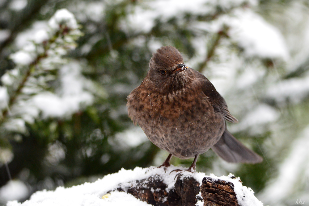 DSC 0397 Amsel