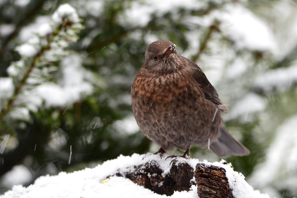 DSC 0399 Amsel